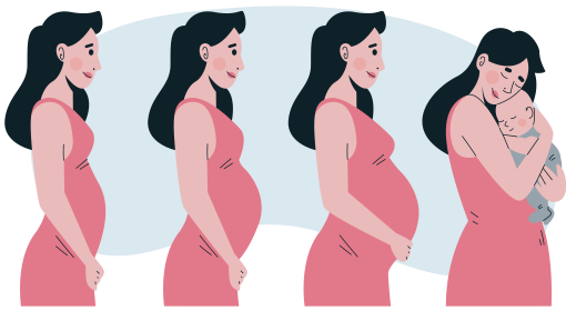 les étapes de la grossesse